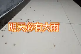 蚂蚁飞天 必有大雨