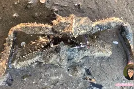 厦门海边常见的螃蟹，看看你认识几种视频封面