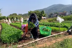 农民这样移栽辣椒苗操作简单，注意2点转根存活高，辣椒长得漂亮