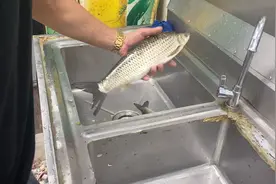 满身小刺的红眼鳟你们哪里怎么吃？我这样做再多的小刺都不怕