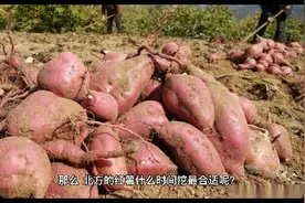 红薯几月挖最好？视频封面