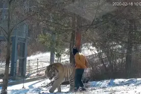 成年雄性东北虎和1.74米高的韩国小哥对比