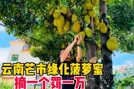云南芒市绿化道种满菠萝蜜树，果结的满大街都是．摘一个罚一万视频封面