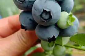 蓝莓又出新品种了#2分钟带您了解#代替珠宝的品种#朱丽塔蓝莓视频封面