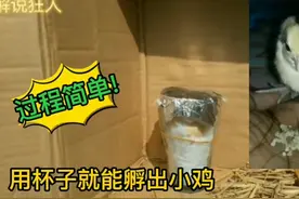 不用机器也能孵出小鸡，老外用杯子教我们如何进行孵化!视频封面