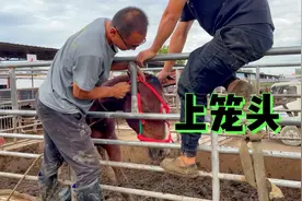 这匹马病了，给它戴上笼头，把它牵着让兽医给它打针！