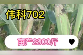 坐标河南商丘，玉米品种：伟科702，抗倒伏能力出众，亩产2800斤视频封面