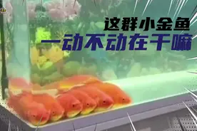 金鱼一动不动并排看电视，关电视后自行散场，这是成精了吗视频封面