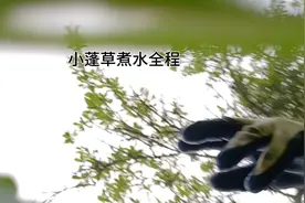 小篷草又名一枝蒿，我们这里叫它刷把头，养鸡必备视频封面