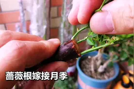 挖来蔷薇的一条根，马上嫁接微型小月季，造型新异颜值高高！