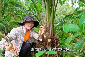 油棕果不仅能提炼棕榈油，这两种吃法更是超乎想象的味道