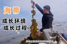 福建霞浦18线渔村，看海带生长过程，婴儿时期的海带你一定不陌生视频封面