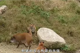 野猪的攻击性有多强？打的四只老虎抱头鼠窜视频封面