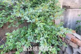 地栽的蔷薇太会长了，修剪管理一下视频封面
