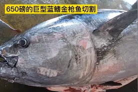 昂贵的巨型蓝鳍金枪鱼，重达650磅，切割处理后，做刺身和生鱼片