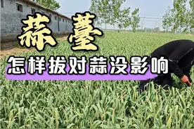 用刀子划开蒜棵拔蒜薹，对蒜头有没有影响，听老四怎么说