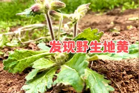 野生地黄，药贩子每斤收50-100元，农村人却只会腌咸菜视频封面