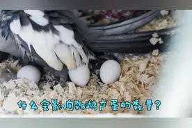 玄凤鹦鹉一次生几个蛋？什么会影响它们生蛋的数量呢？