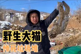 国家二级保护动物，野生豹猫惨死野外，被誉为家禽的第一杀手视频封面