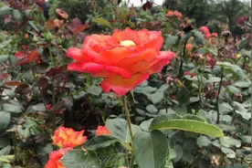 打卡卧龙山生态园区鹭山湖别墅区