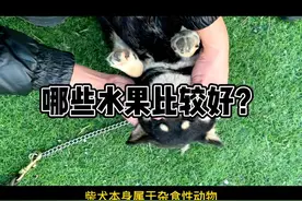 柴犬吃哪些水果比较好？