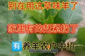 别再让羊吃这种草，有养羊农户中招，误割这种草，赶紧扔了。视频封面