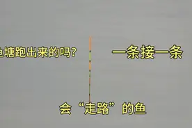 鱼塘跑鱼了吗？全是半斤左右的大攀鲈，网友：会“走路”的鱼