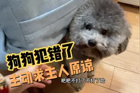狗狗犯错后男主人特别生气！狗狗主动求原谅，最后终于握手言和了视频封面