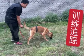 小耿训练马犬追踪，凭气味寻找得到食物，训犬人不容易狗也不容易视频封面