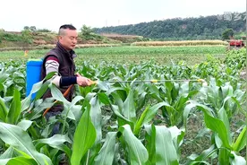 玉米这个高度就要打矮壮素，产量翻几倍，你做了吗视频封面