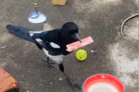 据说你列表第一位都被at@来看过我的作品，怎么证明看过我视频？