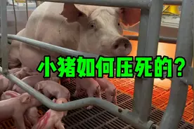 产房小猪是如何压死的，90%以上都是这个原因，反应太慢了