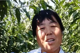 桃农朋友，桃子变软落果的原因，主要有2种你怎懂了吗视频封面