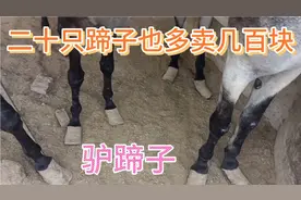五头驴都是长蹄子，卖驴蹄子也能多卖几百块，要价五万贵吗？视频封面