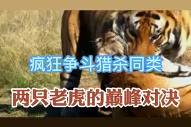 两只老虎疯狂激战！只因为争夺配偶，凶狠的老虎咬住喉咙猎杀同类视频封面