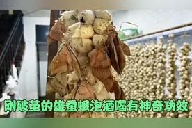 刚破茧雄蚕蛾有什么用？和酒泡在一起作用非常大，好多人都不知道