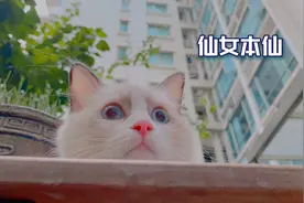 给猫拍大片，布偶也太上镜了吧，最后的成片真是溢出屏幕的仙气