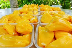 看看23斤菠萝蜜能出几盒果肉？三姐直呼赚大了，树上熟的甜香好吃