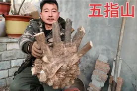 这个黄荆老桩不一般，生长几十年长的好像五指山，能值1000大洋？