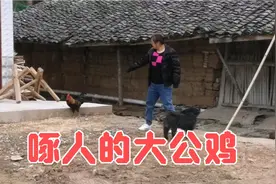 放养的大公鸡要啄人，看到陌生人就追，是什么原因引起鸡啄人呢？视频封面