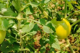 西红柿得枯萎病，赶紧这样撒一撒，只需一次，效果好见效快视频封面