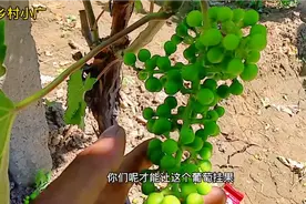 葡萄为何只长枝条不挂果？只要把它养护好，明年葡萄挂满树视频封面