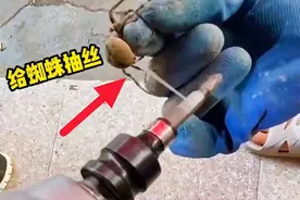 用电钻给蜘蛛抽丝，这是要被掏空啊！视频封面