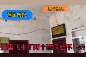 屋里飞来了两个燕子，怎么赶都赶不出去、俺妈说这是好事是吉兆视频封面