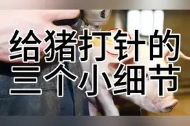 给猪打针的三个小细节，我们养猪人一定要知道。养猪人点进来看看视频封面