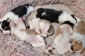 柯基宝宝今天第十四天了，老大双眼都睁开了！