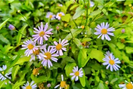 马兰头：又叫鱼鳅串，它的花朵具有很高的价值，采些回家晒干