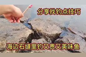 海边石缝里钓又贵又美味鱼，跟朋友们分享找钓点方法与技巧