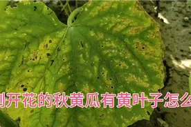 秋黄瓜刚开花就有黄叶子，主要是这个原因造成的，我说说解决办法