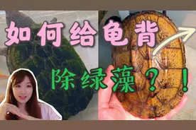 旧龟变新龟！快速有效去除龟背甲绿藻的方法，新手养龟必看